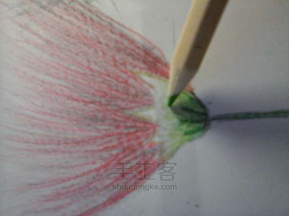 教你用彩铅使合欢花活在纸上 彩铅绘画教程 第15步