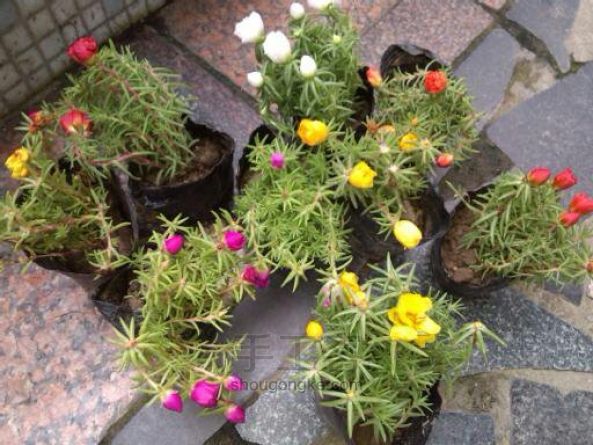 闲置花园桌打造一面花的墙 DIY手工制作方法 第3步