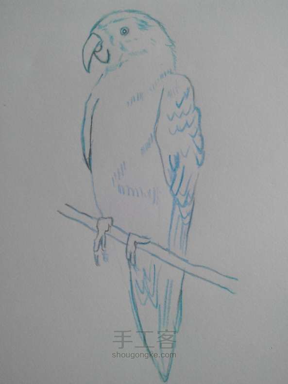 金刚鹦鹉绘画教程 第2步