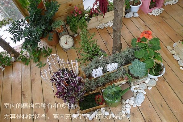 植物之家：乔小刀造物系列之二十九 第12步