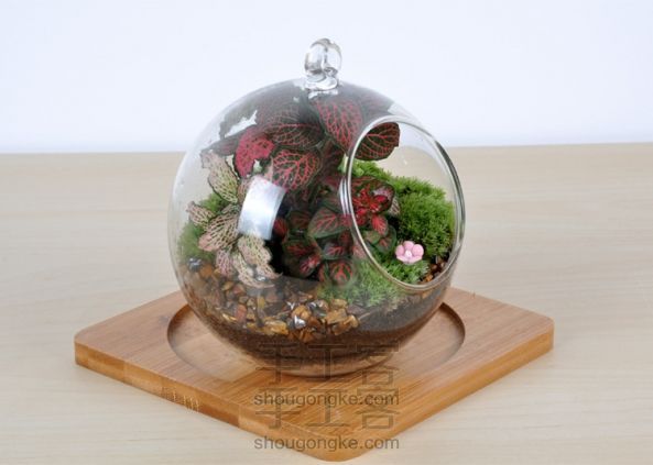 依雯然 ❤秋天的童话❤ DIY苔藓生态瓶盆栽 生日礼物 第4张