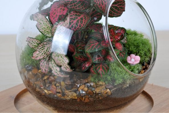 依雯然 ❤秋天的童话❤ DIY苔藓生态瓶盆栽 生日礼物 第3张