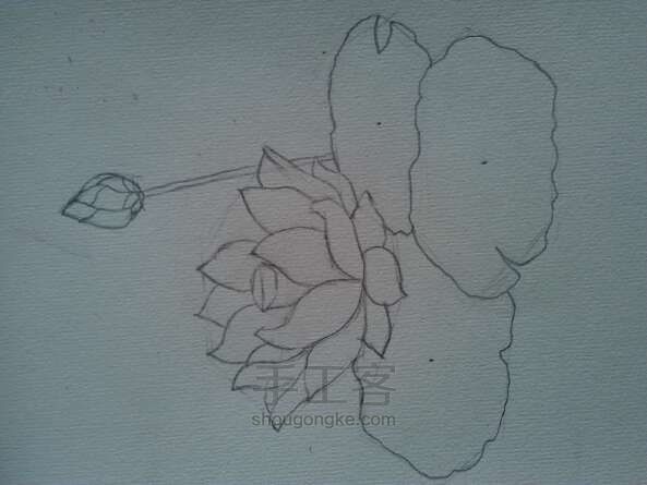 荷花__
彩铅画法 第2步