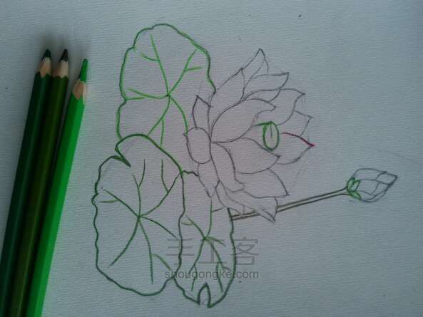 荷花__
彩铅画法 第3步