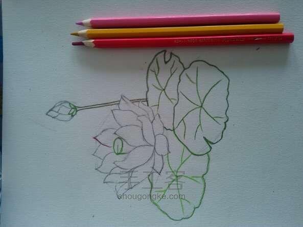 荷花__
彩铅画法 第4步