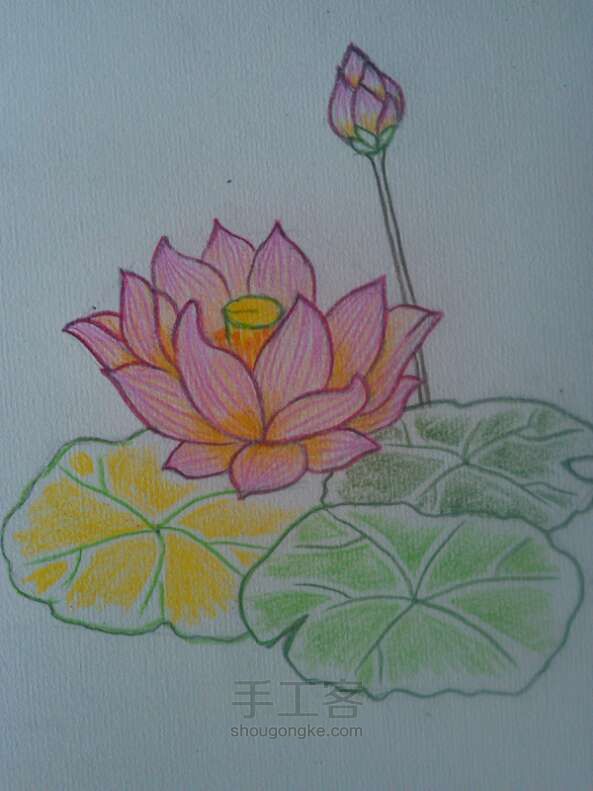 荷花__
彩铅画法 第6步