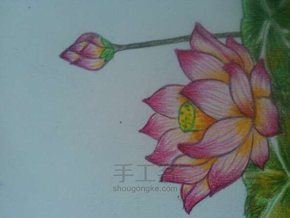 荷花__
彩铅画法 第13步