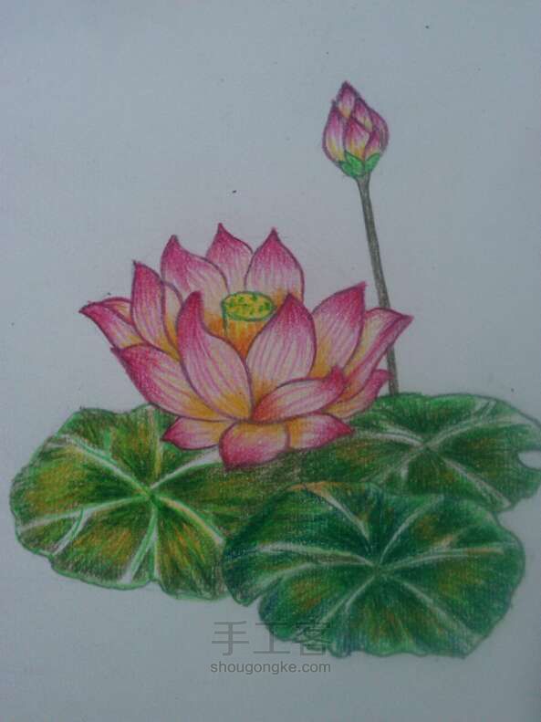荷花__
彩铅画法 第14步
