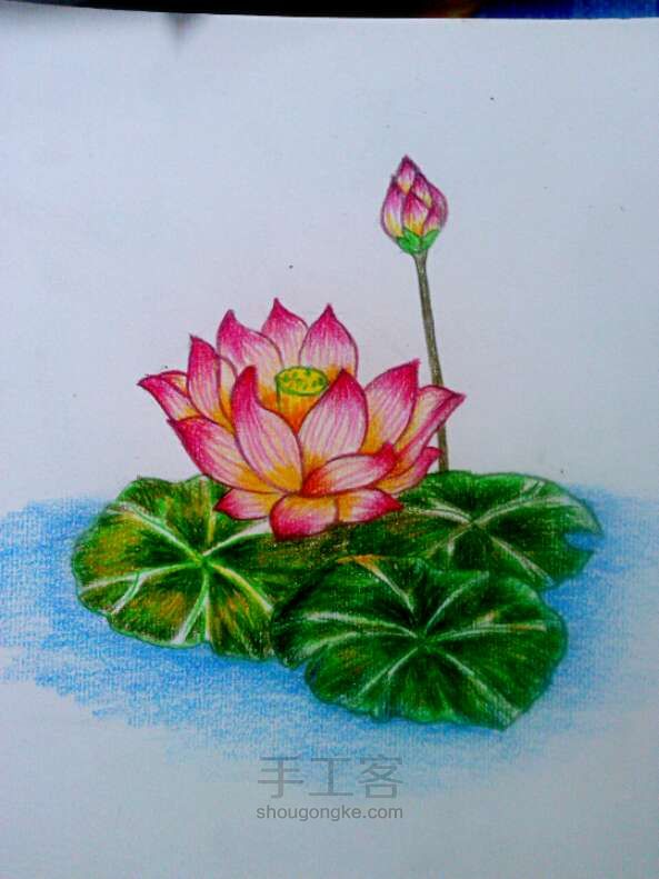 荷花__
彩铅画法 第15步