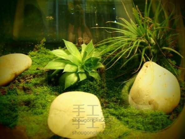 玻璃苔藓小盆景