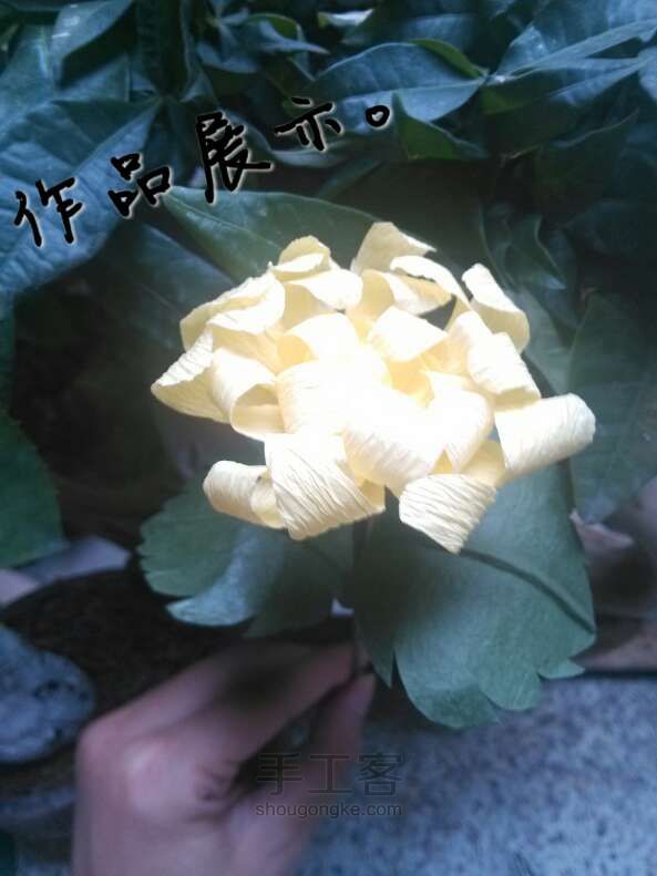 菊花的教程 第11步