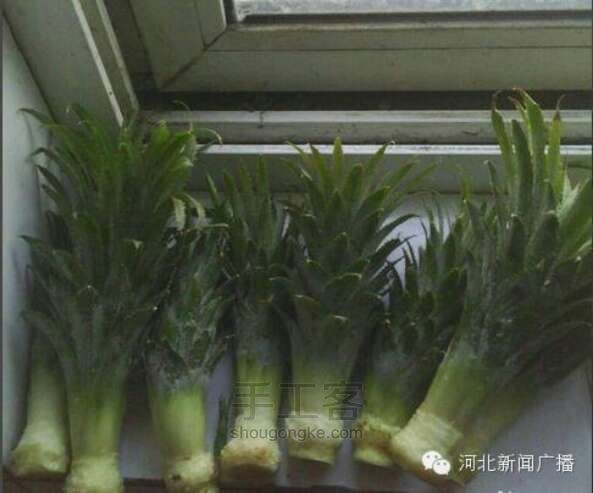 菠萝顶花的重生 第2步