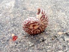 朋友送的一个血丝菩提，发现有道裂，就锉了一道，发现可以做个炫酷的海螺壳。。。于是，往下看吧

大家还是偏向于觉得这是蜗牛壳，哈哈

原谅通裂，原谅左旋，这是一只稀有的蜗牛壳~