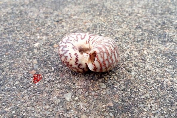 菩提 · 蜗牛壳 第10步