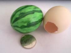 鸡蛋是平常用得最多的实物之一，因此材料也最好找，只需简单的几笔，就可将鸡蛋壳变成袖珍西瓜。