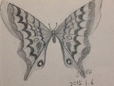 3种蝴蝶，一学就会超容易 手绘教程