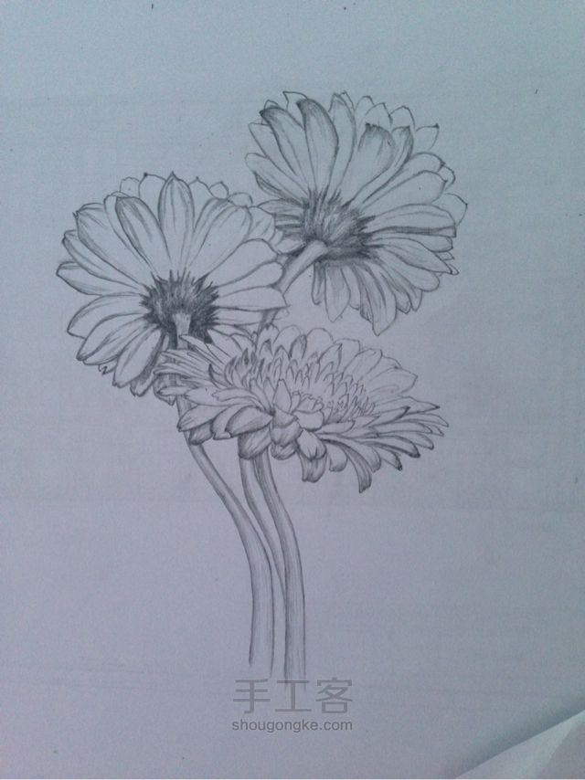 铅笔手绘雏菊教程 第3步