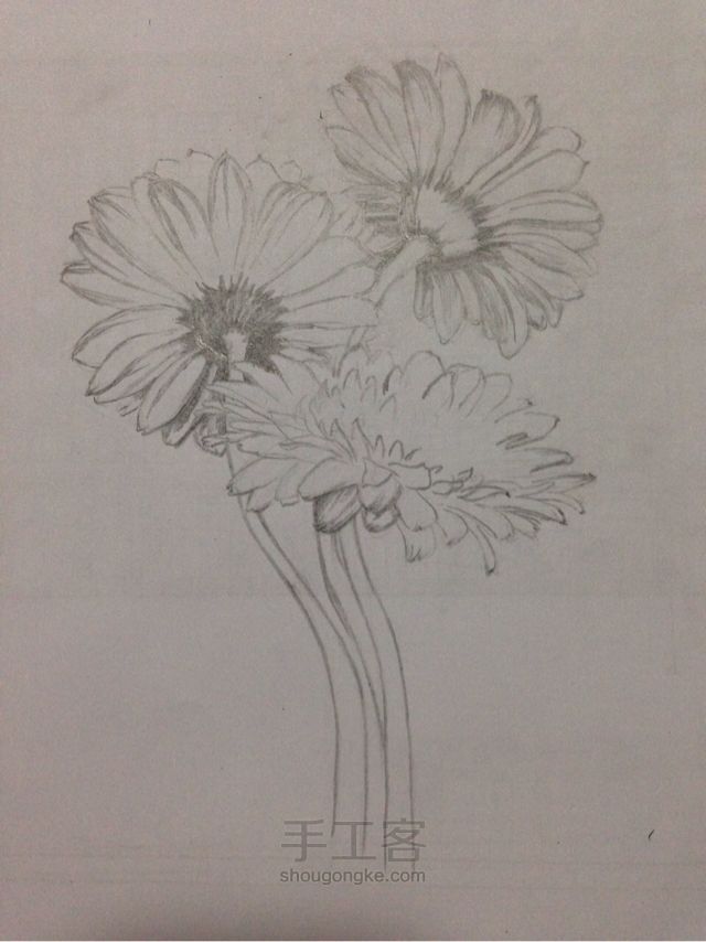 铅笔手绘雏菊教程 第1步