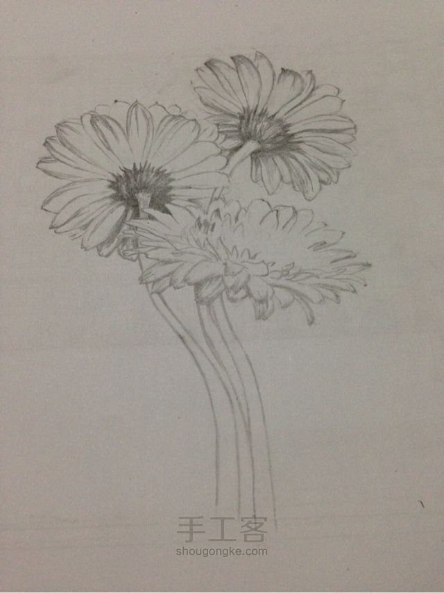 铅笔手绘雏菊教程 第2步
