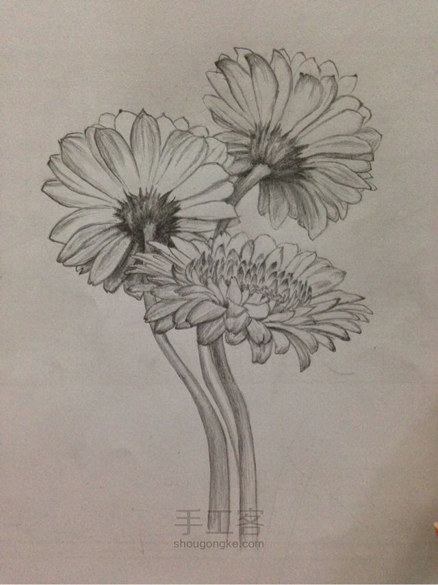 铅笔手绘雏菊教程 第4步