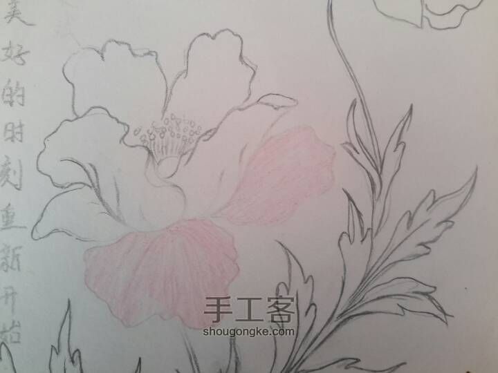 彩铅花卉 第5步