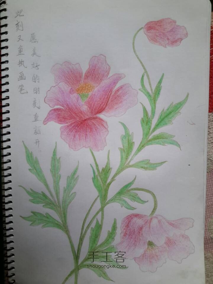 彩铅花卉 第12步