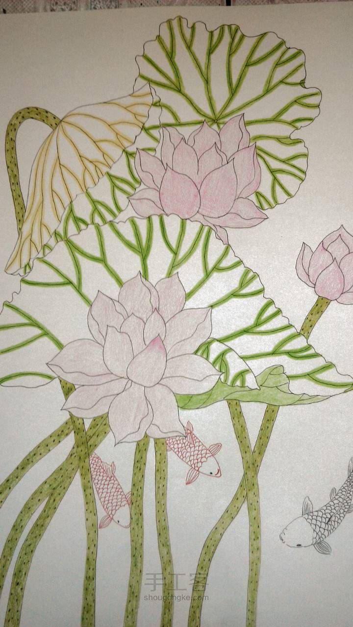 连年有余——彩铅画教程 第5步