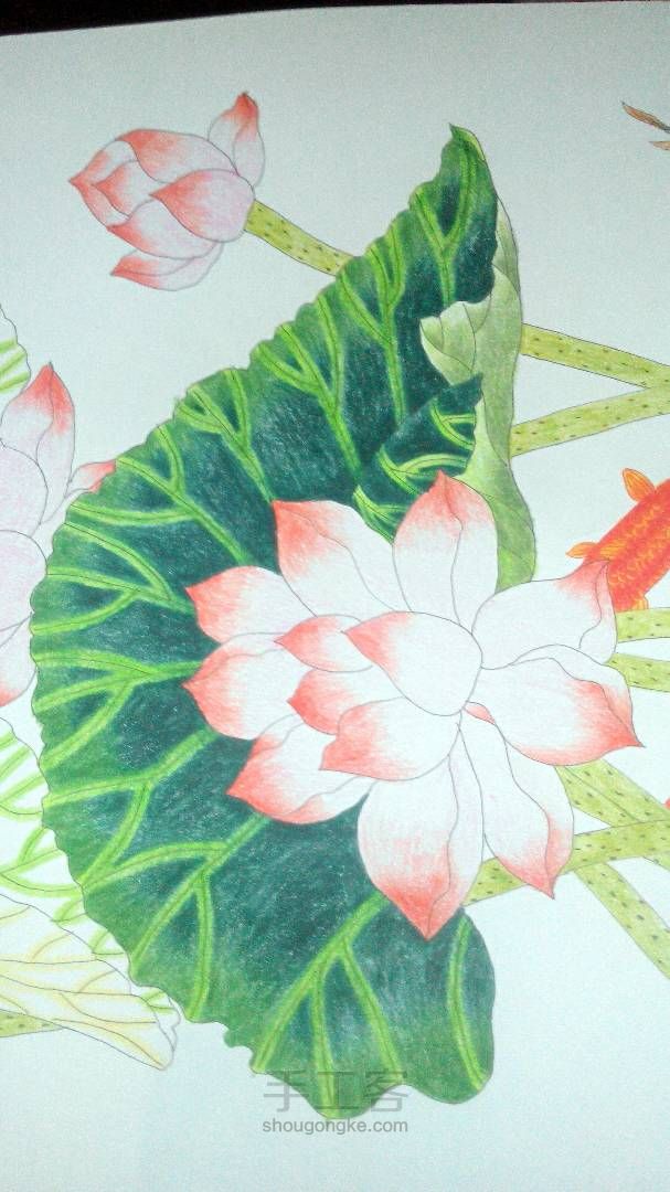 连年有余——彩铅画教程 第15步