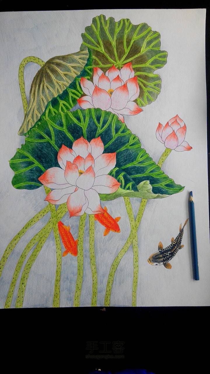 连年有余——彩铅画教程 第25步