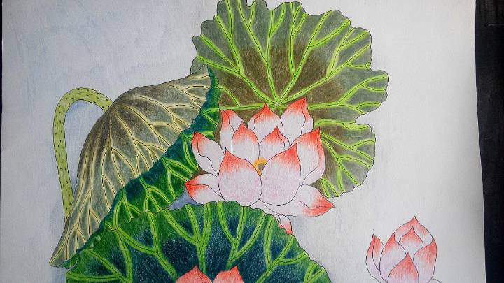 连年有余——彩铅画教程 第20步
