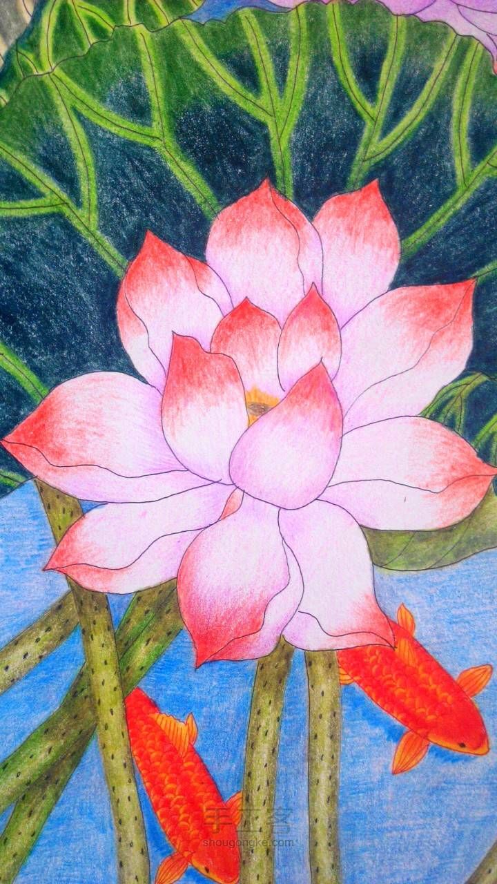 连年有余——彩铅画教程 第21步