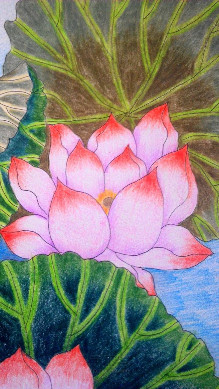 连年有余——彩铅画教程 第23步