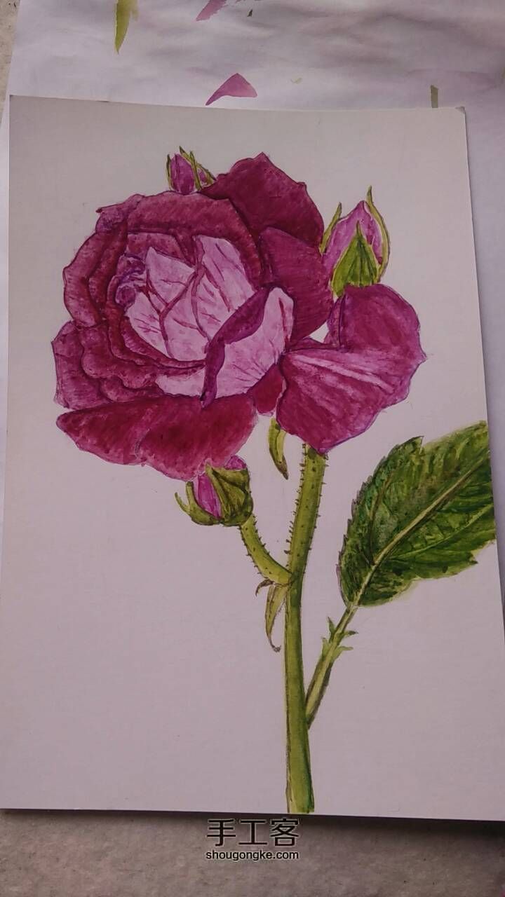 玫瑰花（葡萄冰山）学习绘画 第5步