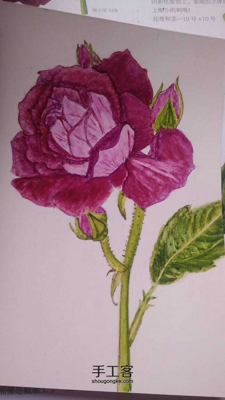 玫瑰花（葡萄冰山）学习绘画 第4步