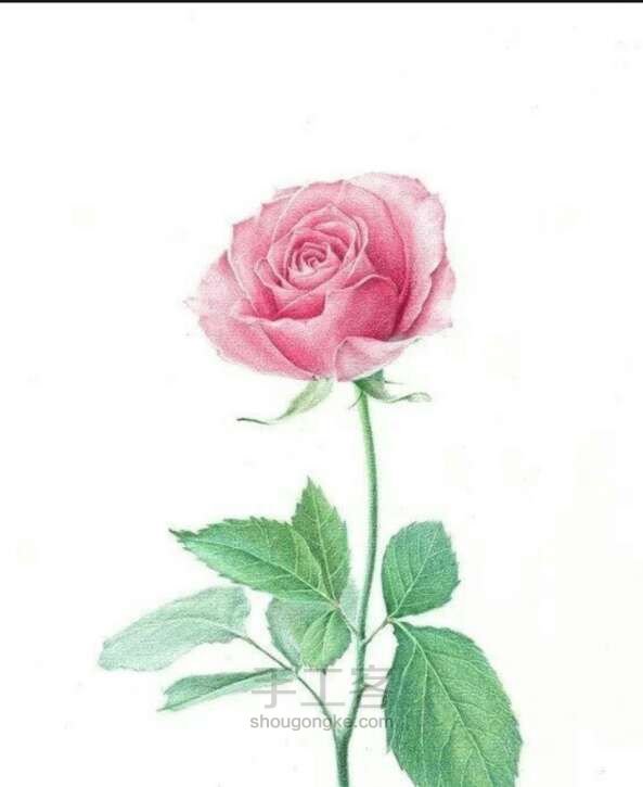 美哒哒的玫瑰花画法！ 第8步