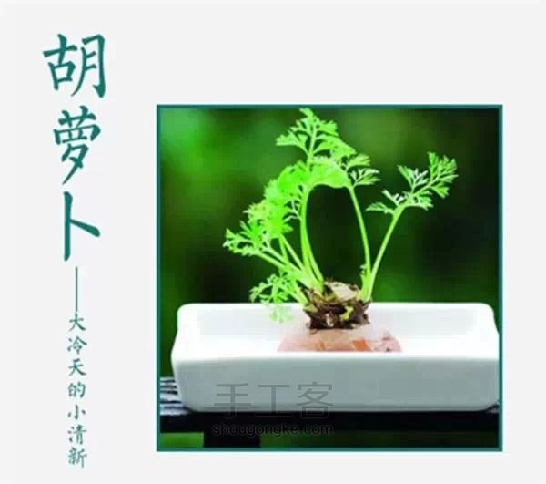 剩菜变盆栽 第4步