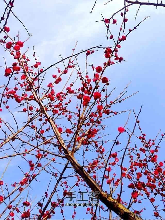 「植树节」梅花杏仁蛋糕制作教程 第5步