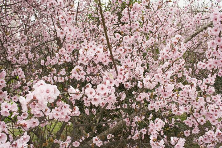 桃花朵朵~虾粉色连衣裙 第1步