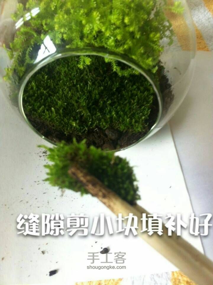 微景观苔藓瓶制作流程 第7步