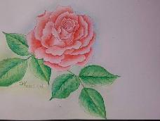 玫瑰是象征着爱与美的“花中女王”