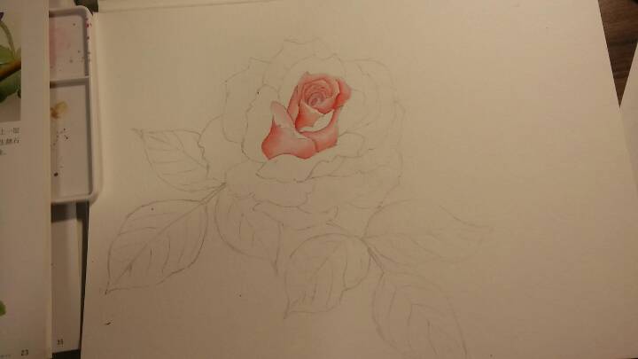 玫瑰花手绘 第1步