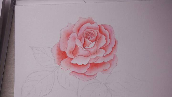 玫瑰花手绘 第4步