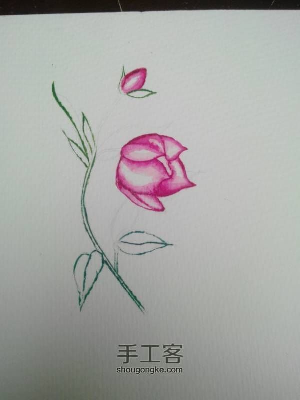 水彩手绘花朵 第4步