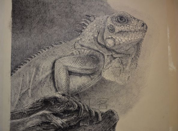 细腻钢笔画教程—蜥蜴 第9步