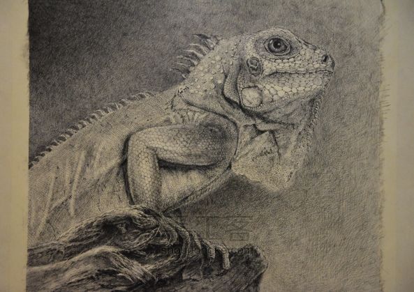 细腻钢笔画教程—蜥蜴 第11步