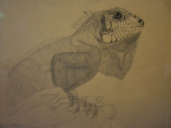 细腻钢笔画教程—蜥蜴 第1步