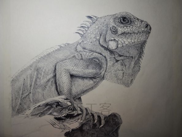 细腻钢笔画教程—蜥蜴 第6步