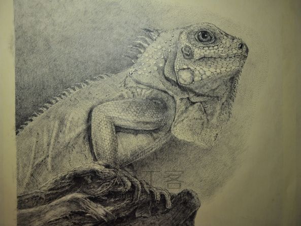 细腻钢笔画教程—蜥蜴 第8步