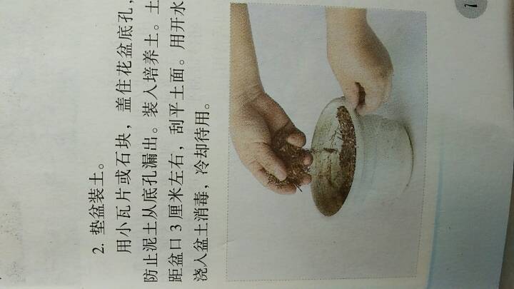 盆栽花卉的繁殖技术 第2步