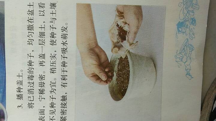 盆栽花卉的繁殖技术 第3步